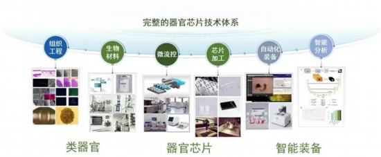 东南大学团队牵头完成中国首个器官芯片国家标准